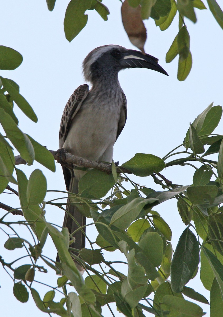 African Gray Hornbill - Andrey Vlasenko