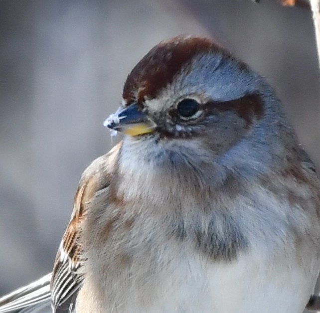 American Tree Sparrow - josh Ketry