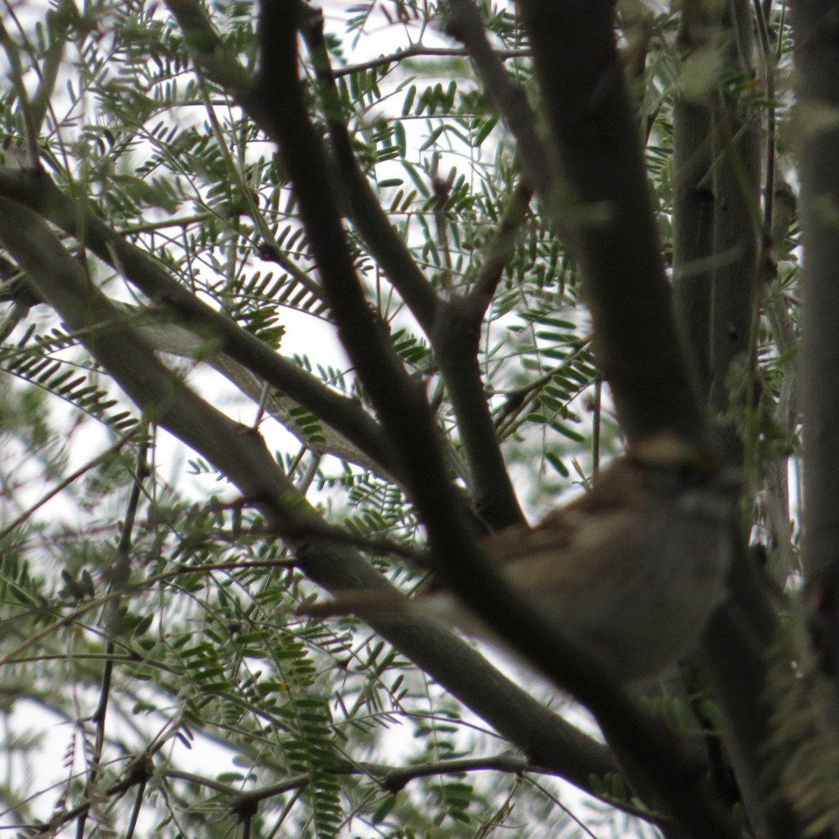 White-throated Sparrow - ML124744631