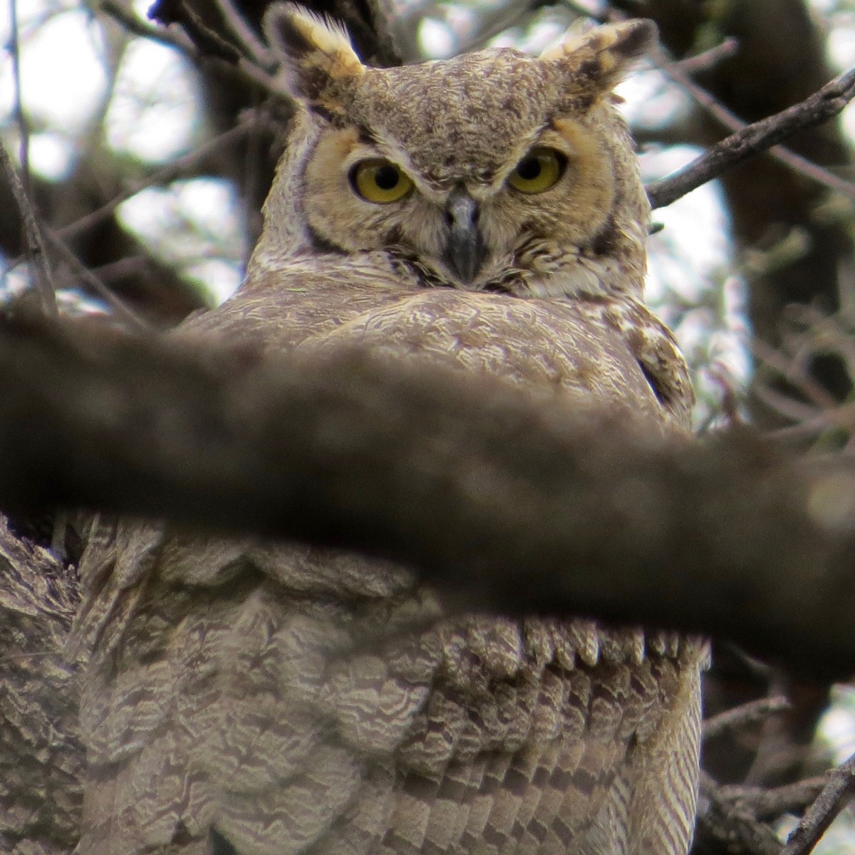 Great Horned Owl - Bill Lisowsky