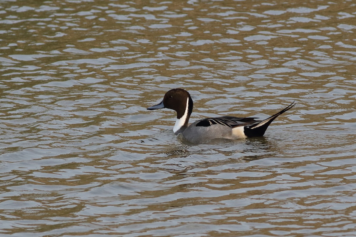 Northern Pintail - Ohad Sherer