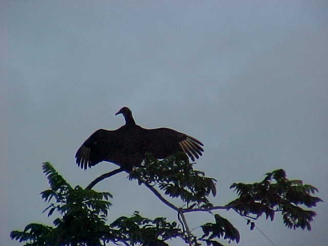 Black Vulture - Tom McIntosh