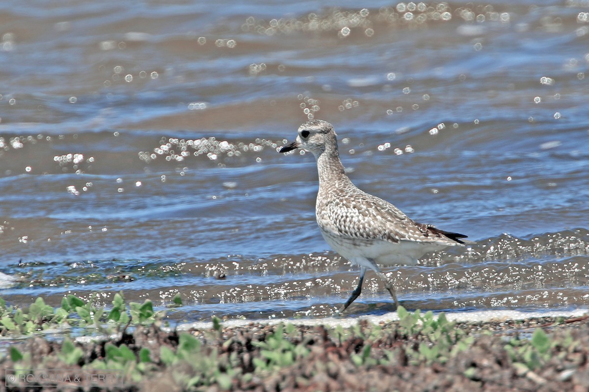 Black-bellied Plover - Roksana and Terry