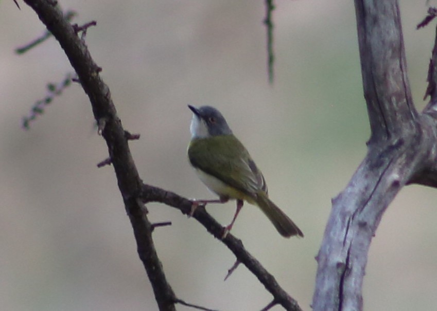 Yellow-breasted Apalis - ML124750571