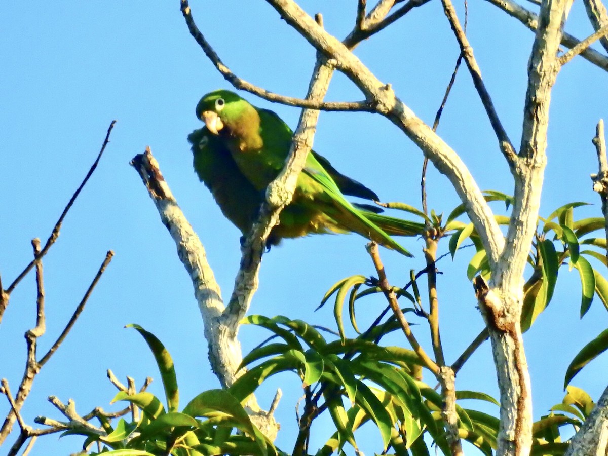 Olive-throated Parakeet (Aztec) - ML124751311