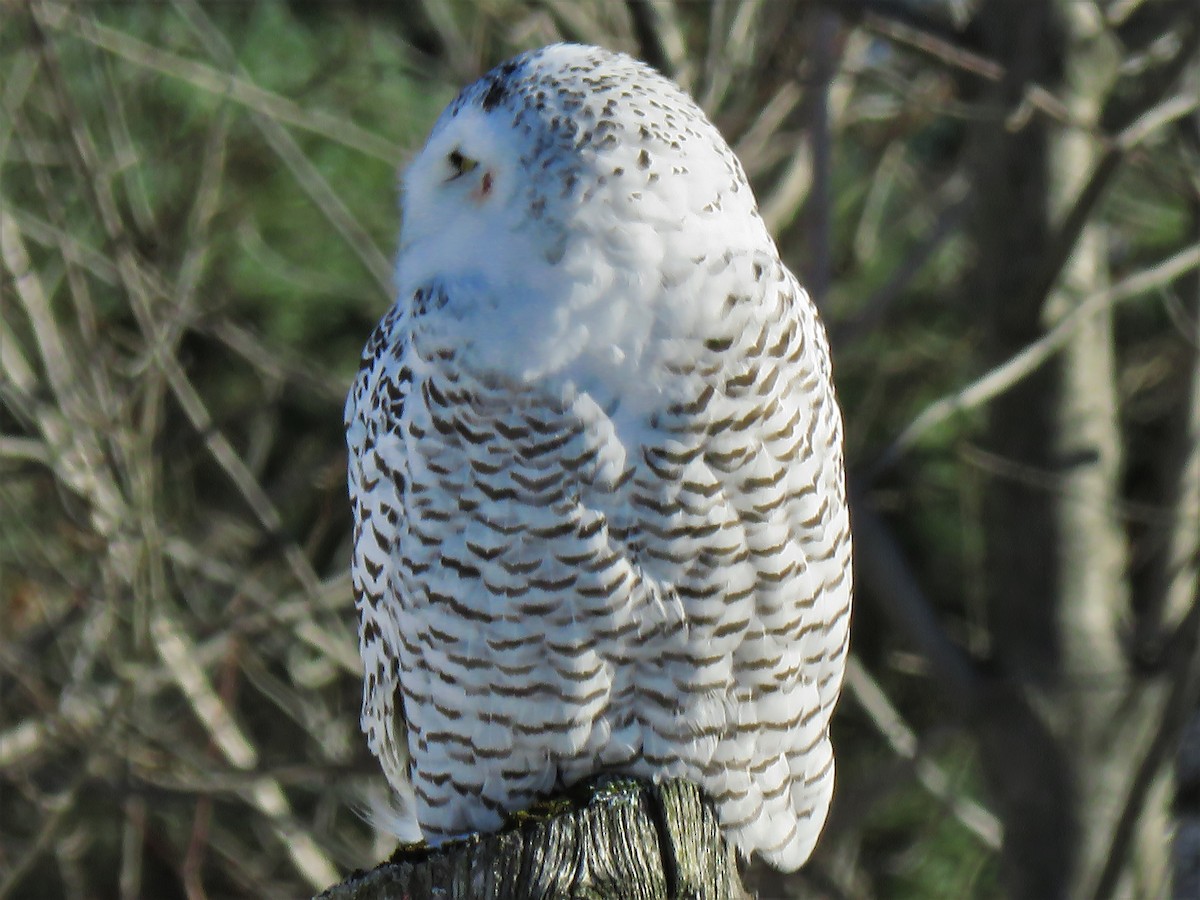 Snowy Owl - ML124751691