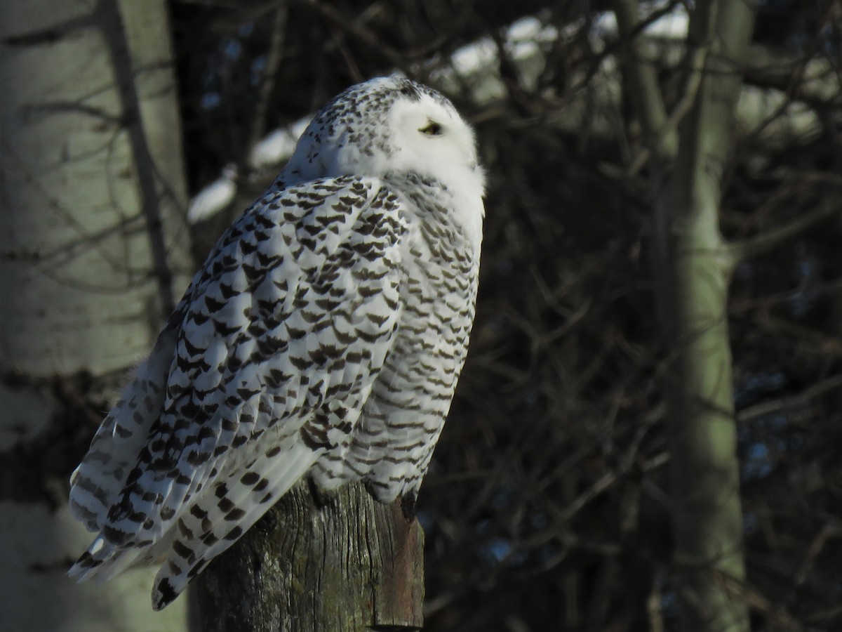 Snowy Owl - ML124751701