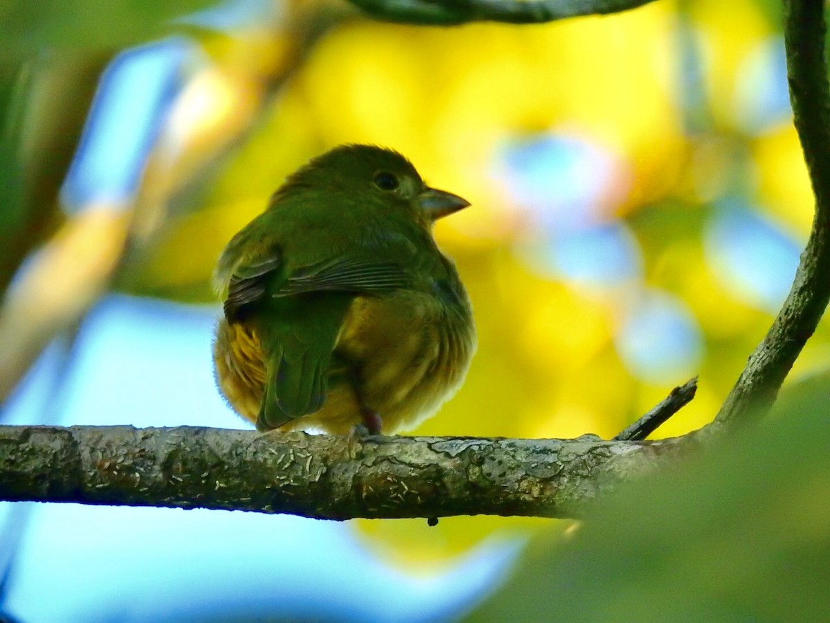 Painted Bunting - ML124751761