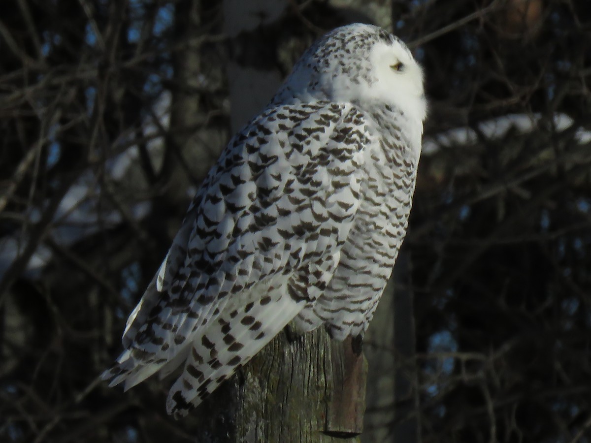 Snowy Owl - ML124751771
