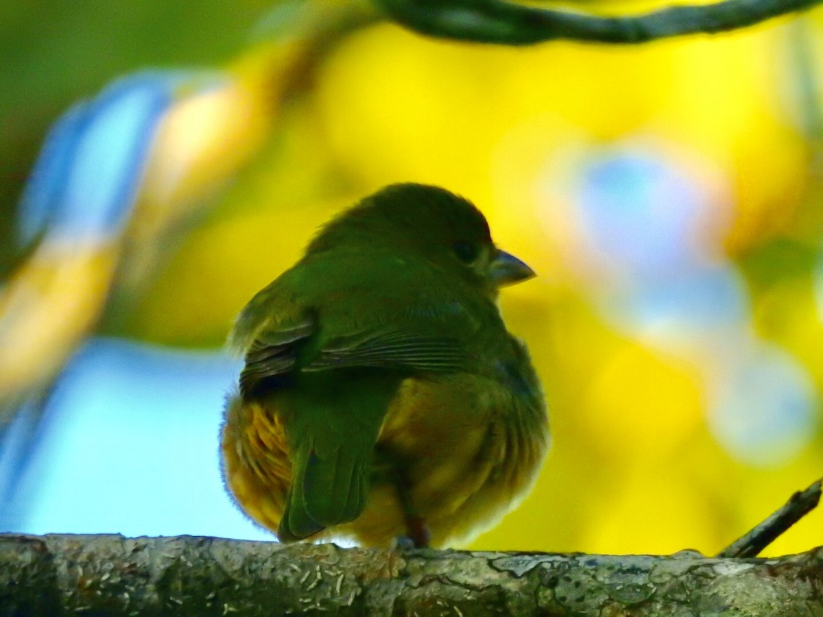 Painted Bunting - ML124751781