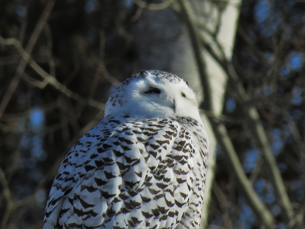 Snowy Owl - ML124751801