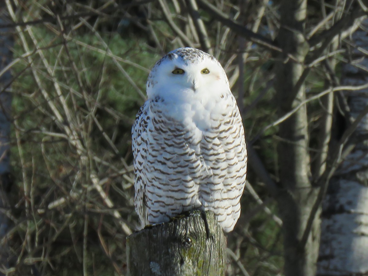 Snowy Owl - ML124751821