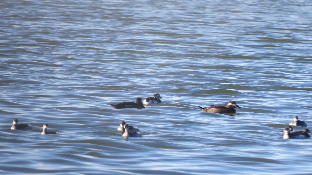 Long-tailed Duck - ML124751891