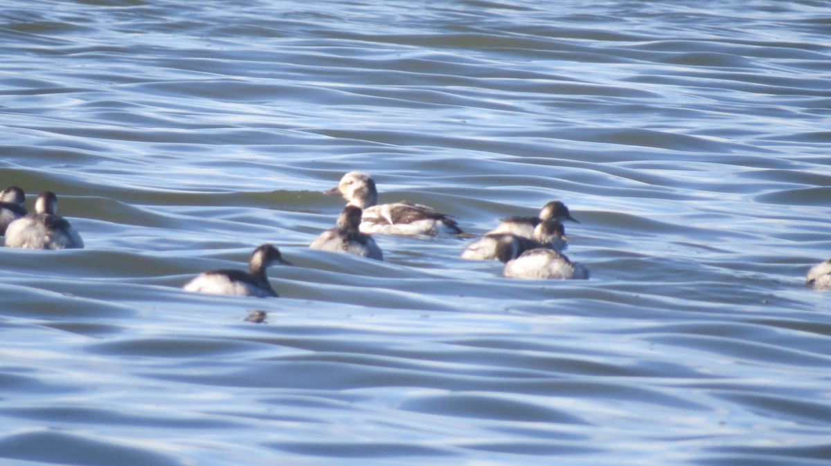 Long-tailed Duck - ML124751921