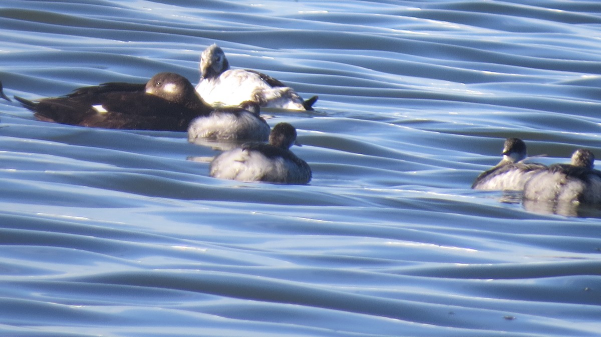 Long-tailed Duck - ML124751941