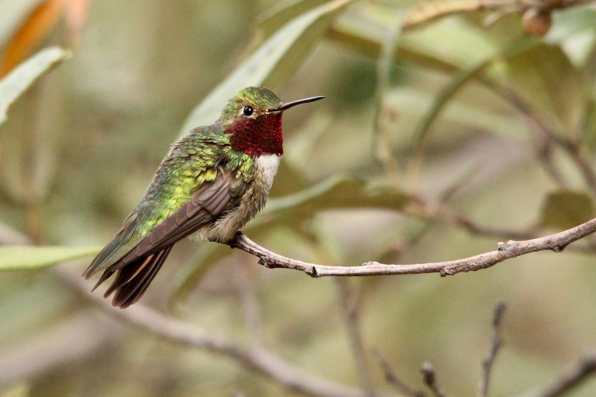 Broad-tailed Hummingbird - ML124754451