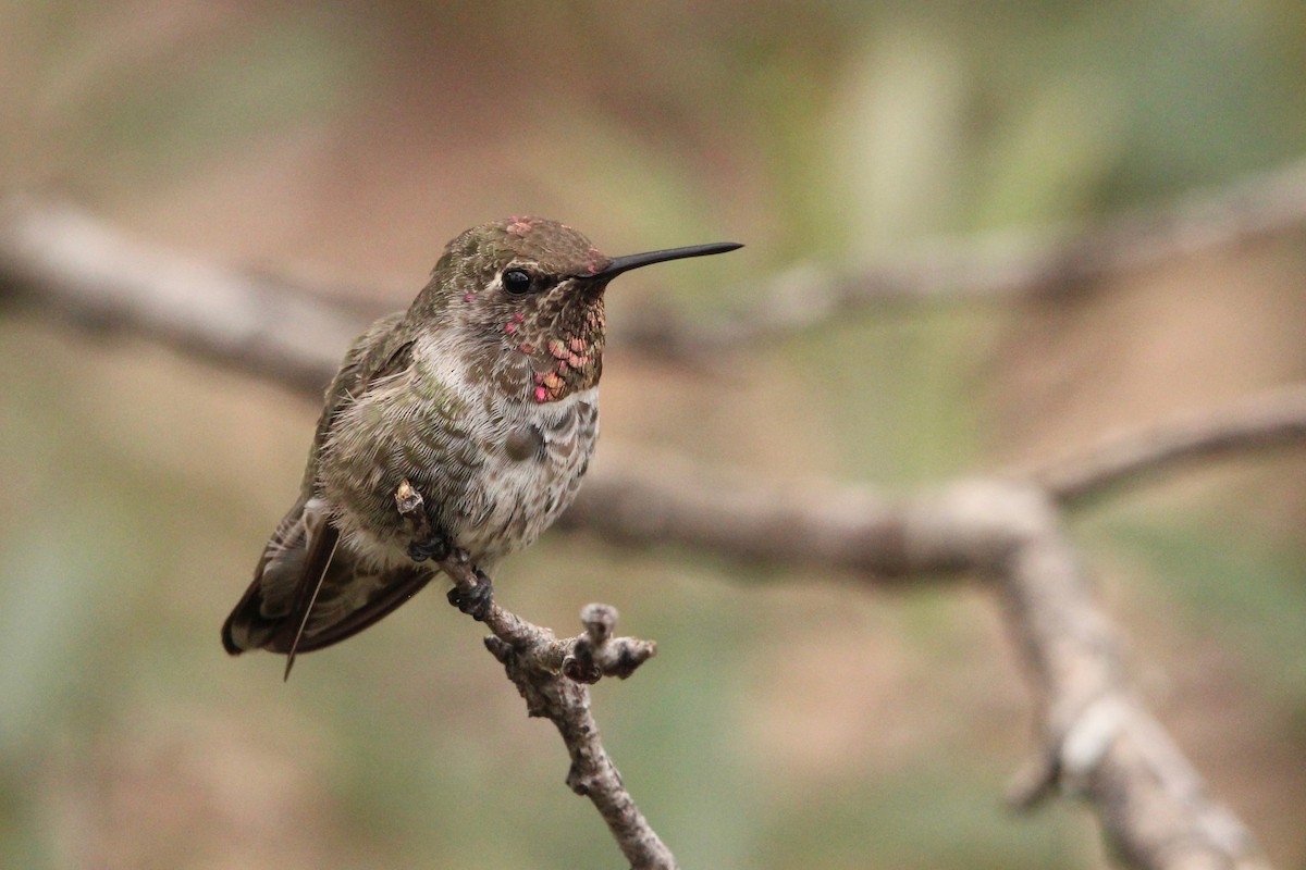 Anna's Hummingbird - ML124754461