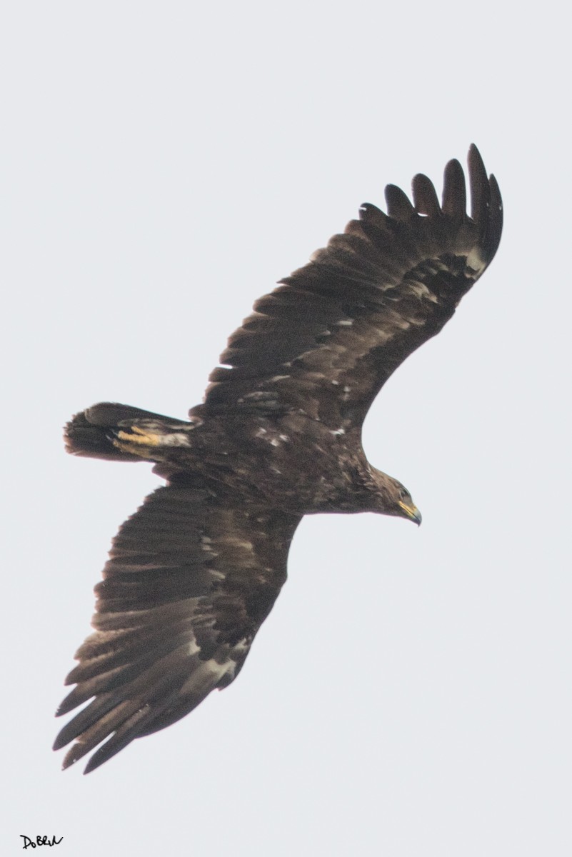 Greater Spotted Eagle - Dobrin Botev