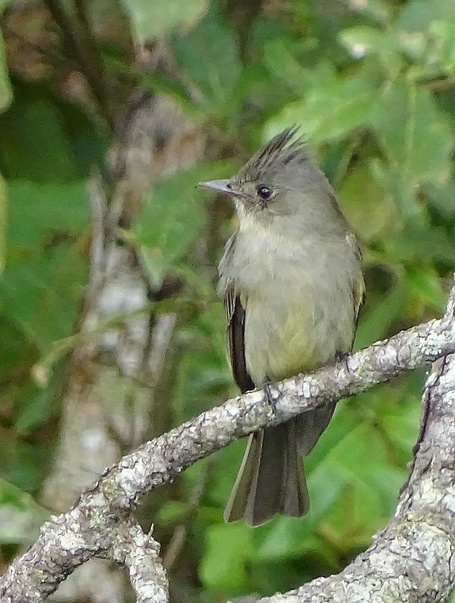 Greater Pewee - Alfonso Auerbach