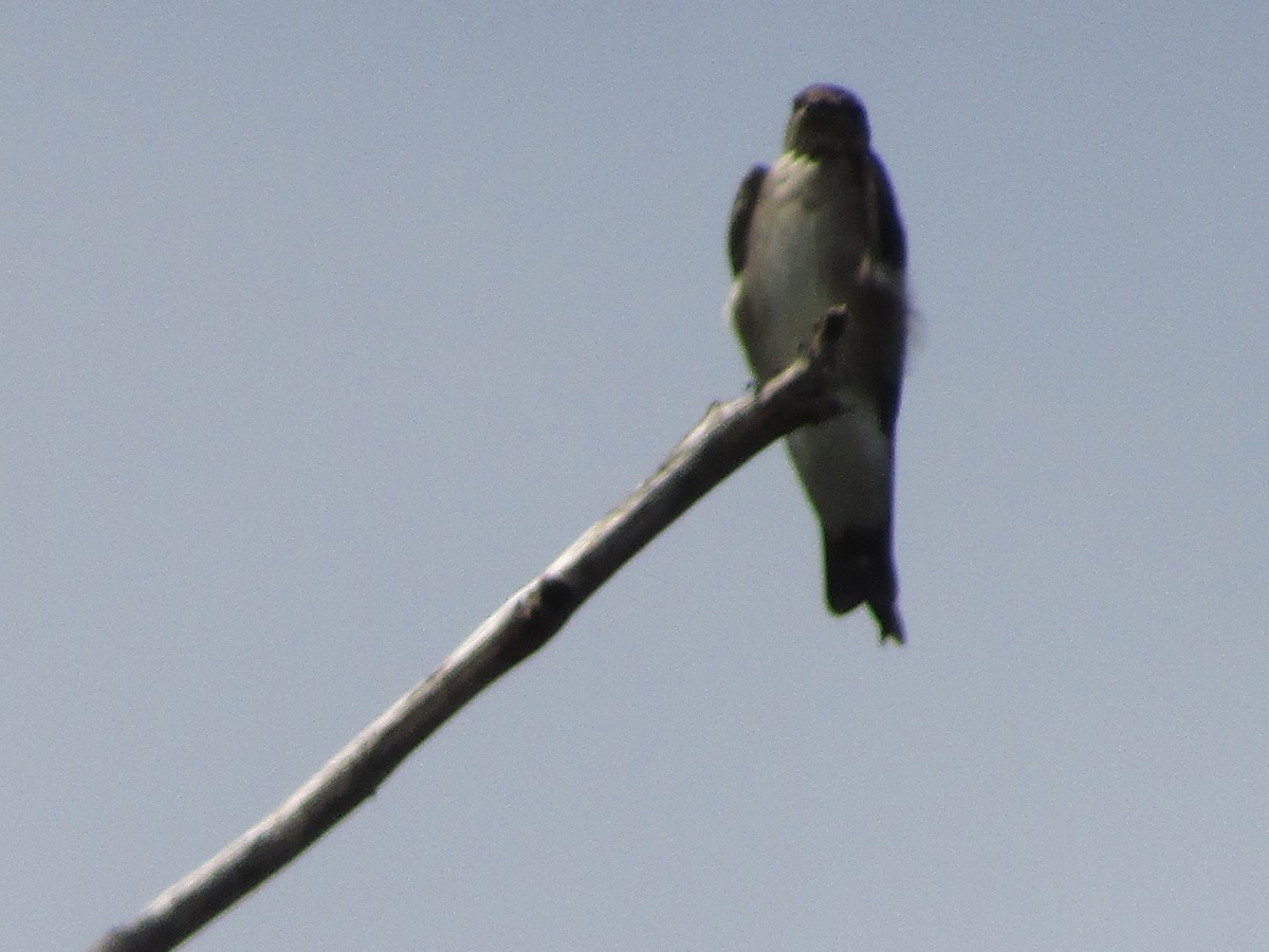 Northern Rough-winged Swallow - ML124756061