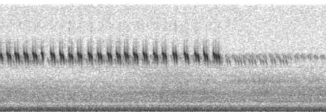 western stutter-trilling cricket - ML124758