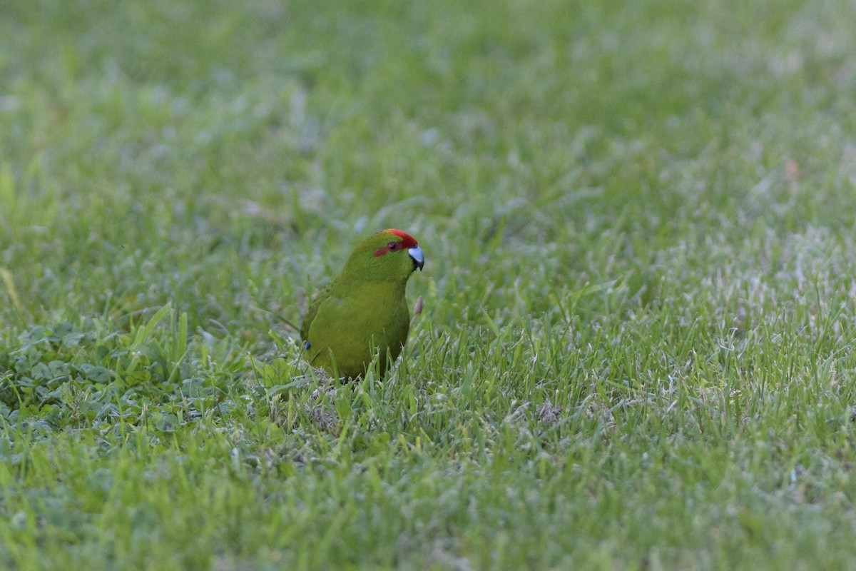 Red-crowned Parakeet - ML124763231