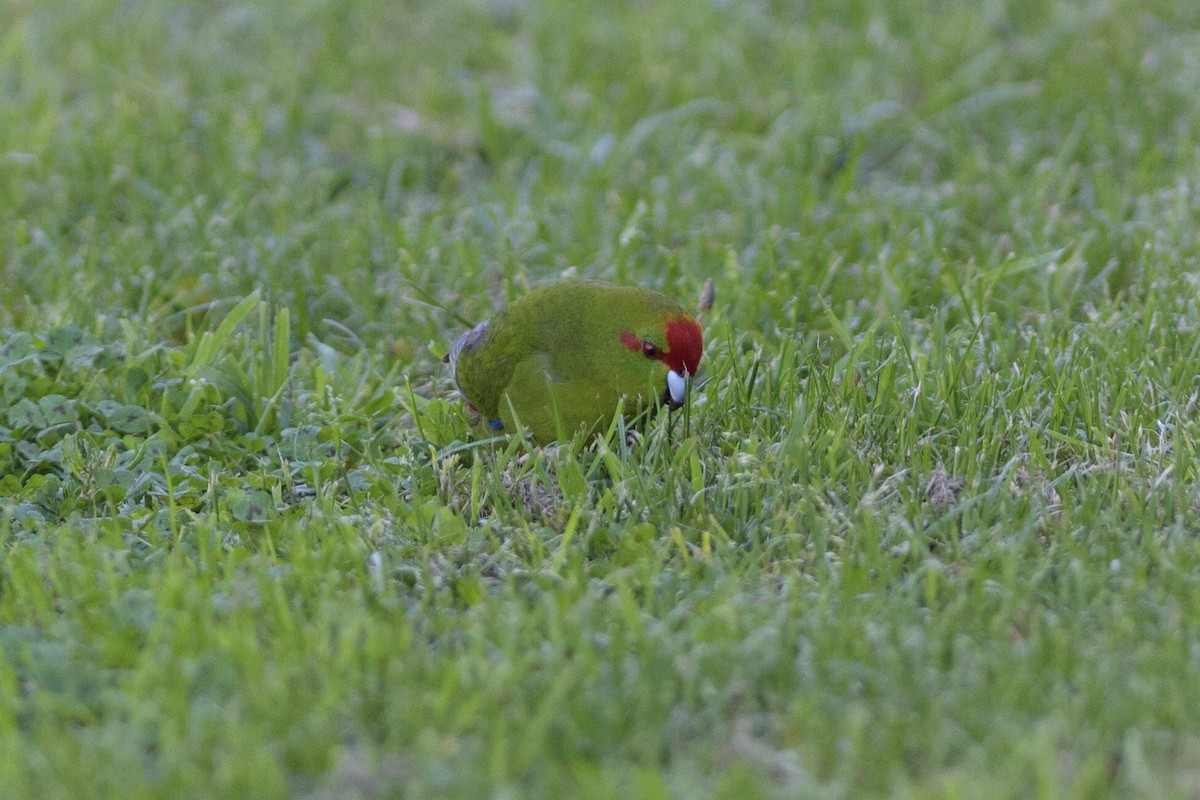 Red-crowned Parakeet - ML124763241