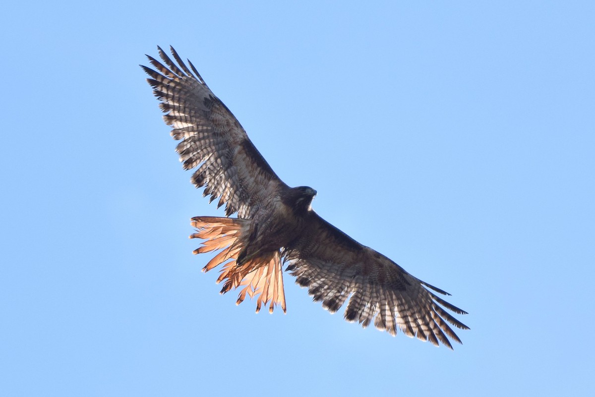 Red-tailed Hawk - ML124764251