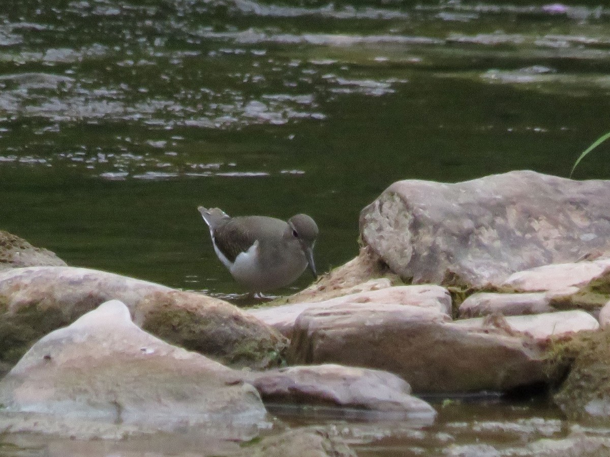 Spotted Sandpiper - Alexander Maracle
