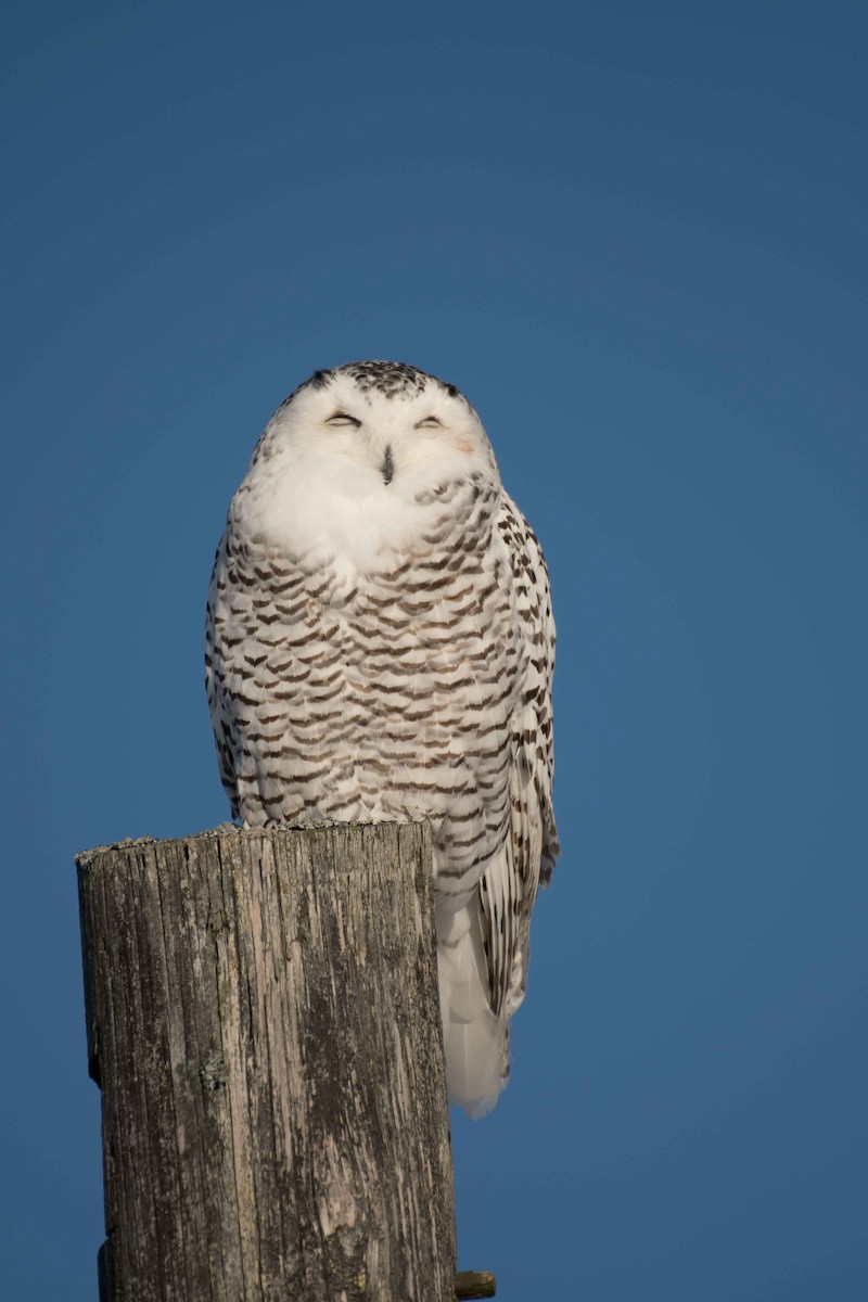 Snowy Owl - ML124774861