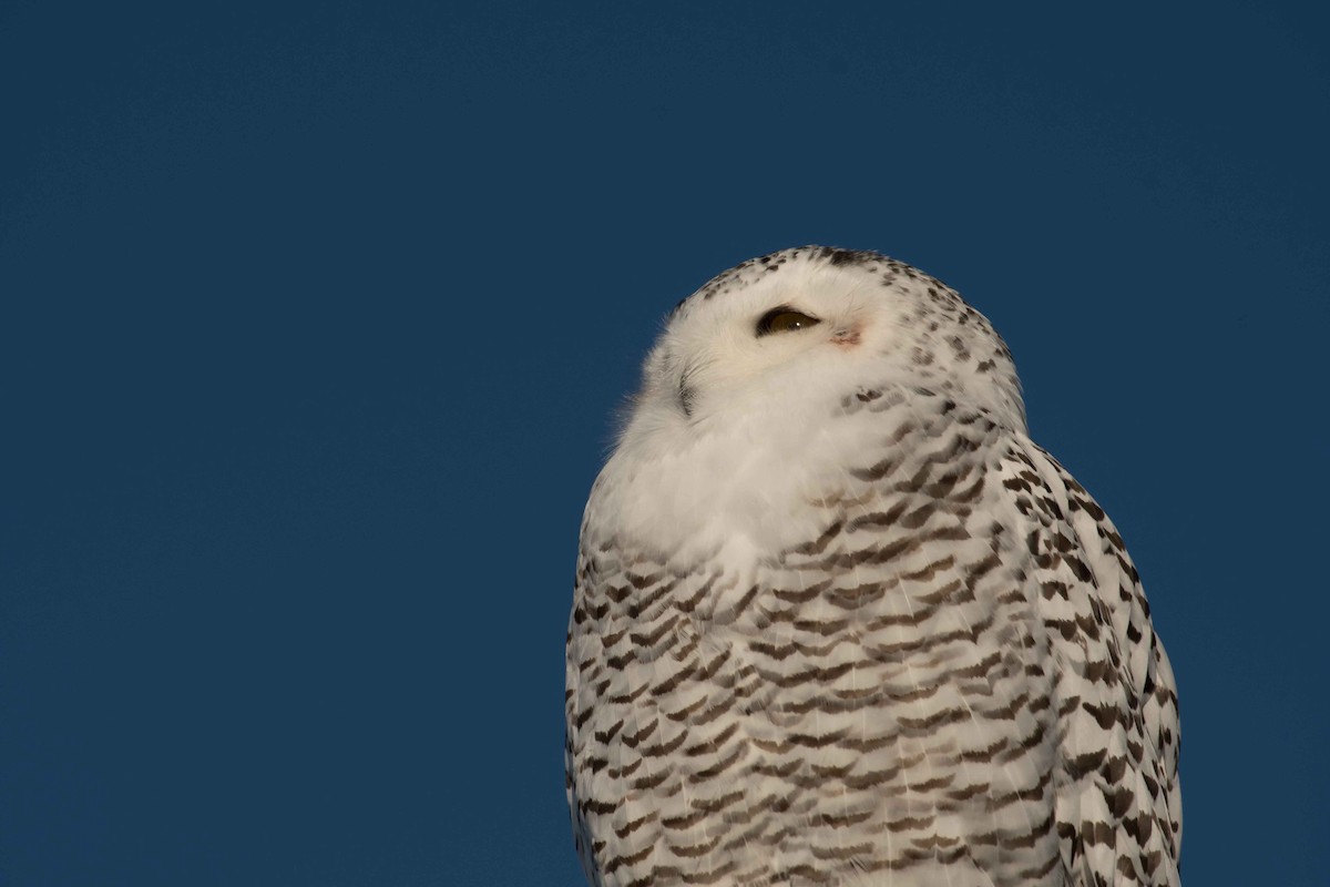 Snowy Owl - ML124774891