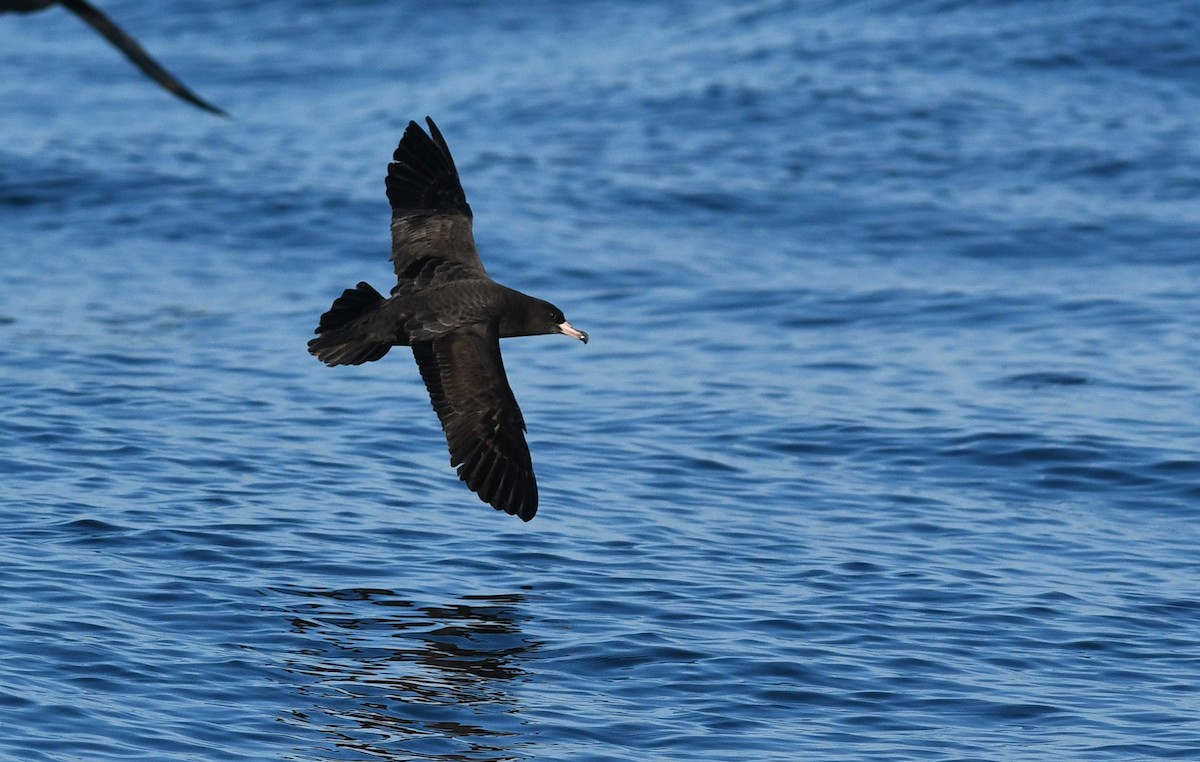 Flesh-footed Shearwater - ML124779241