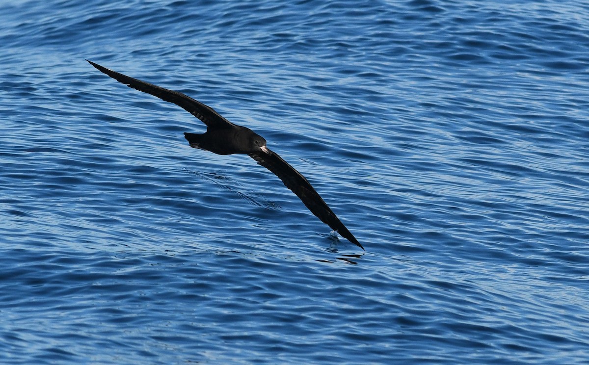 Flesh-footed Shearwater - ML124779251