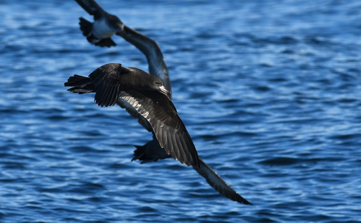 Flesh-footed Shearwater - ML124779261
