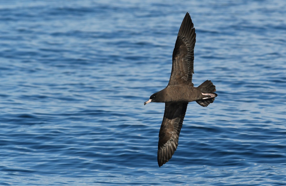 Flesh-footed Shearwater - ML124779271