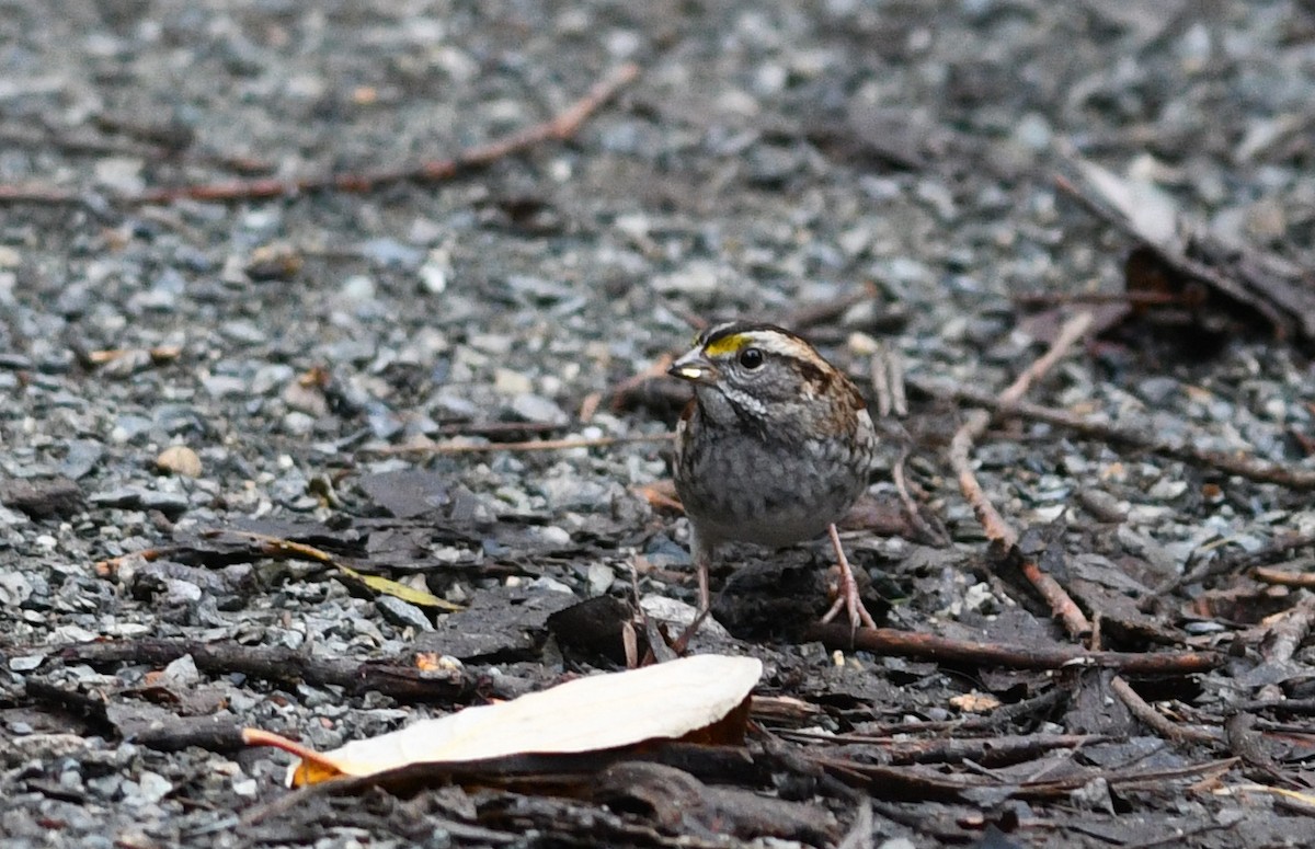 White-throated Sparrow - David M. Bell