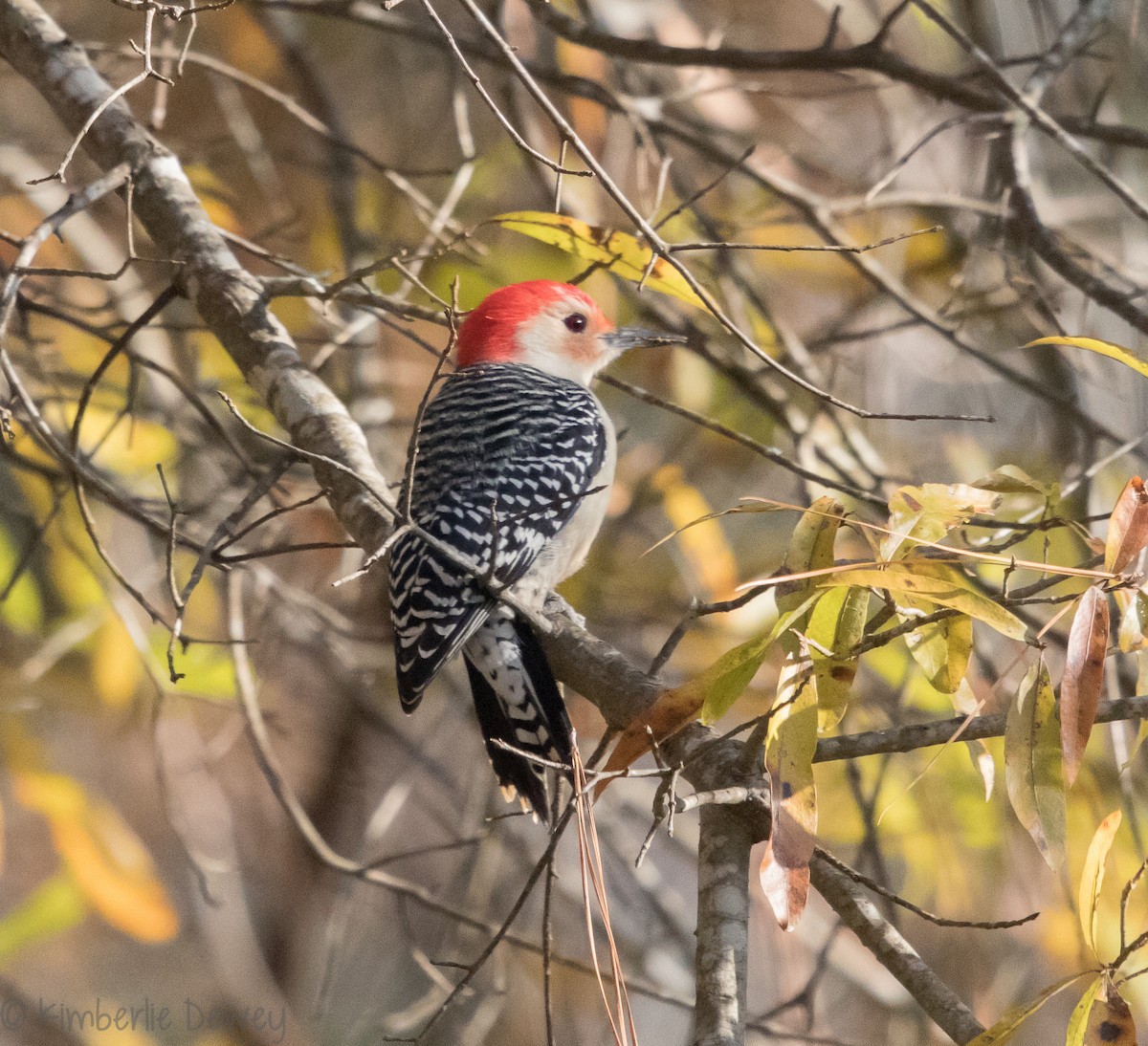 Red-bellied Woodpecker - ML124783391