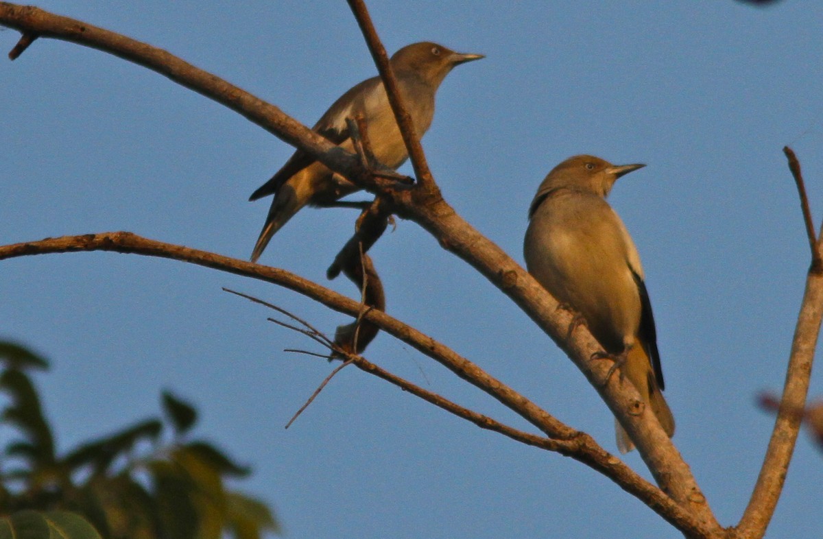 White-shouldered Starling - Don Roberson
