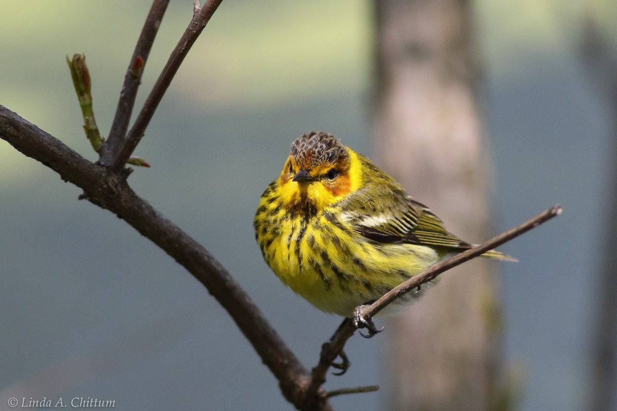 Cape May Warbler - ML124786361