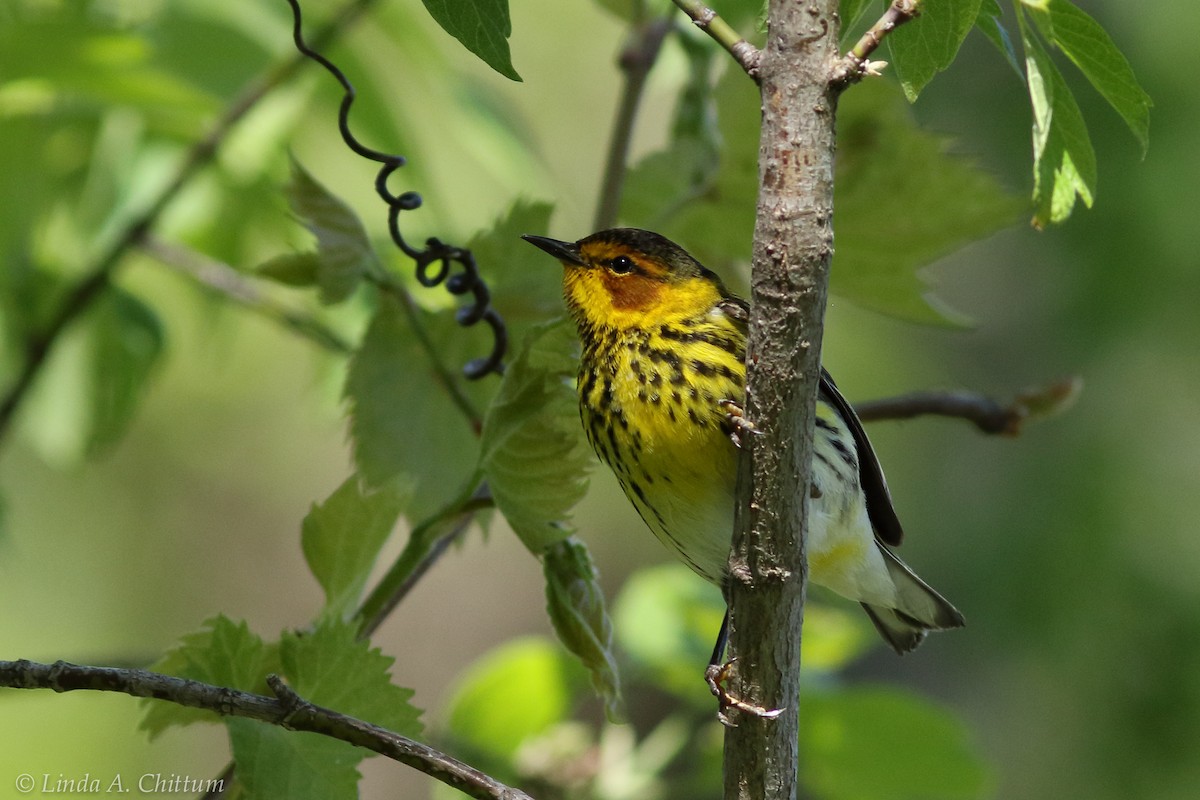 Cape May Warbler - ML124786371
