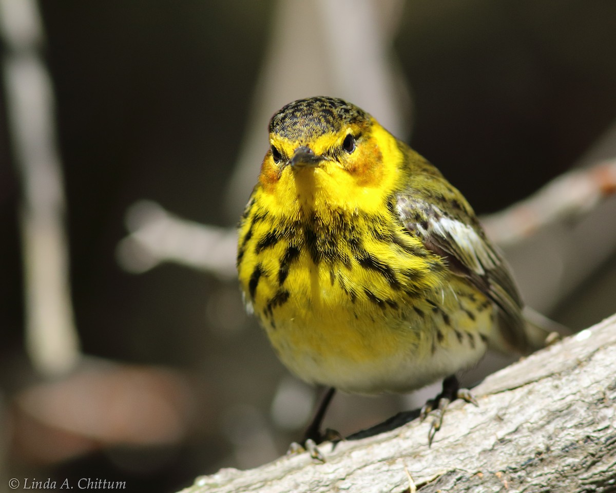 Cape May Warbler - ML124786391