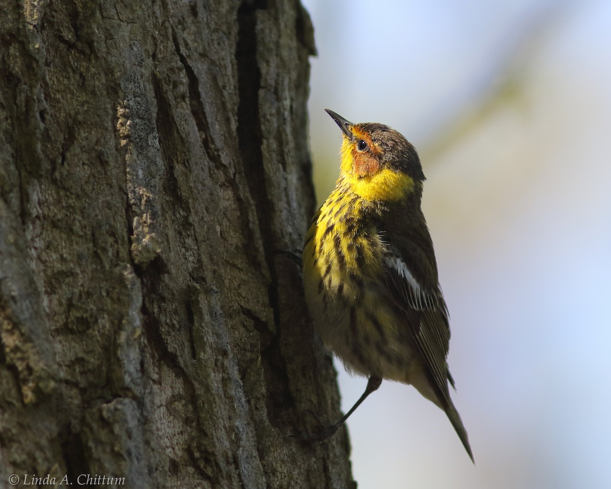 Cape May Warbler - ML124786401