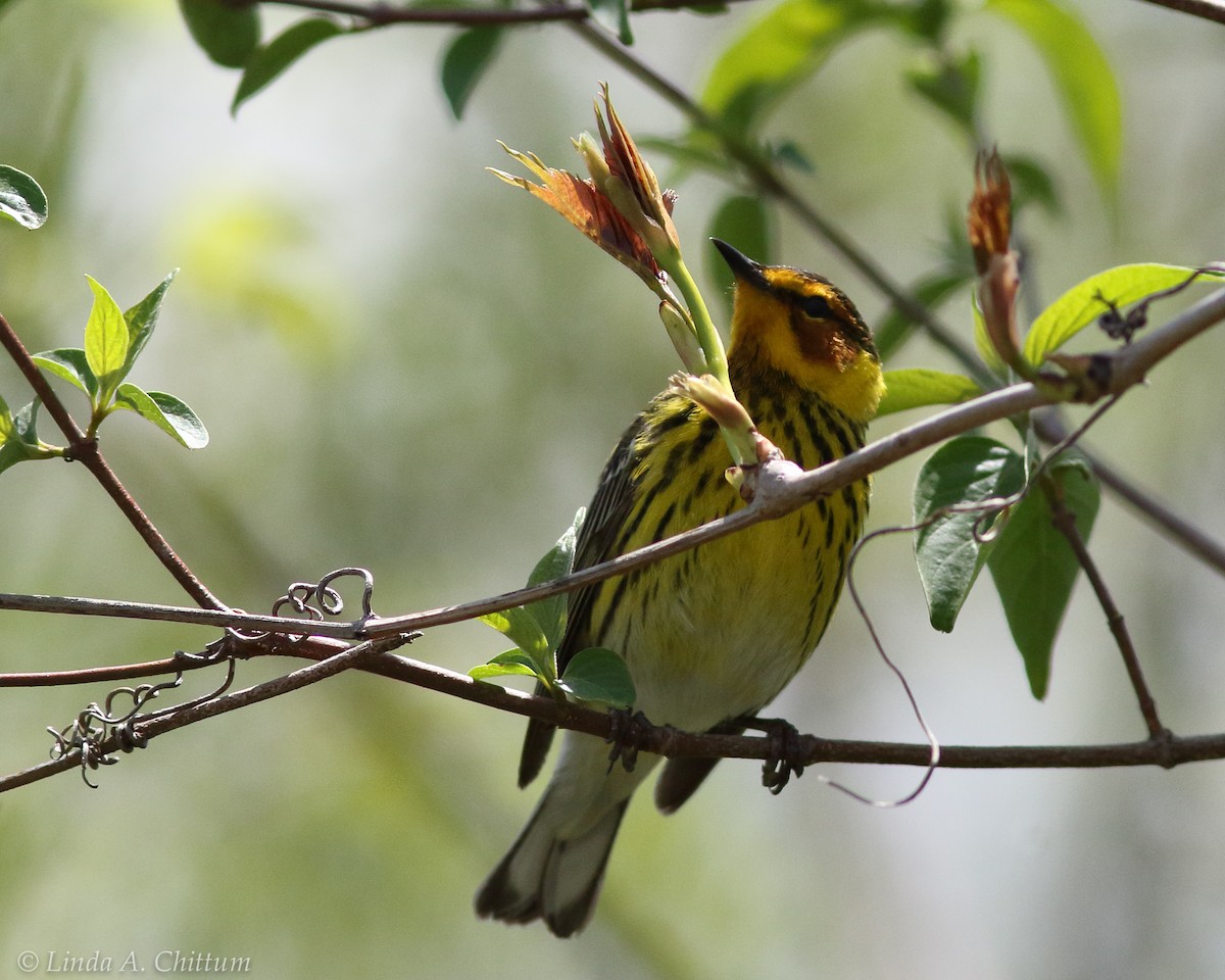 Cape May Warbler - ML124786411