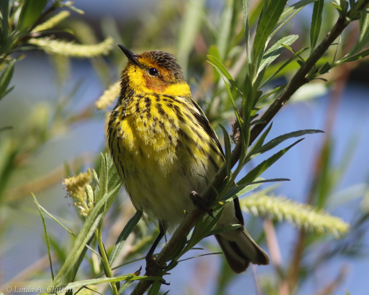 Cape May Warbler - ML124786431