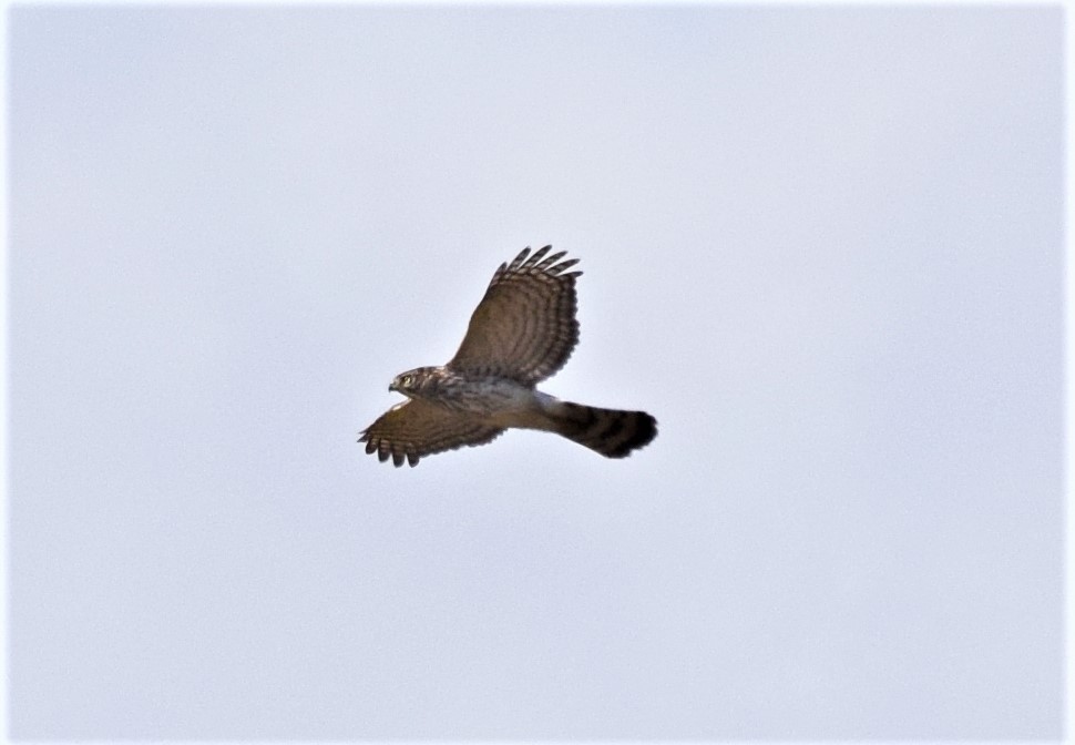 Northern Harrier - Pam Vercellone-Smith