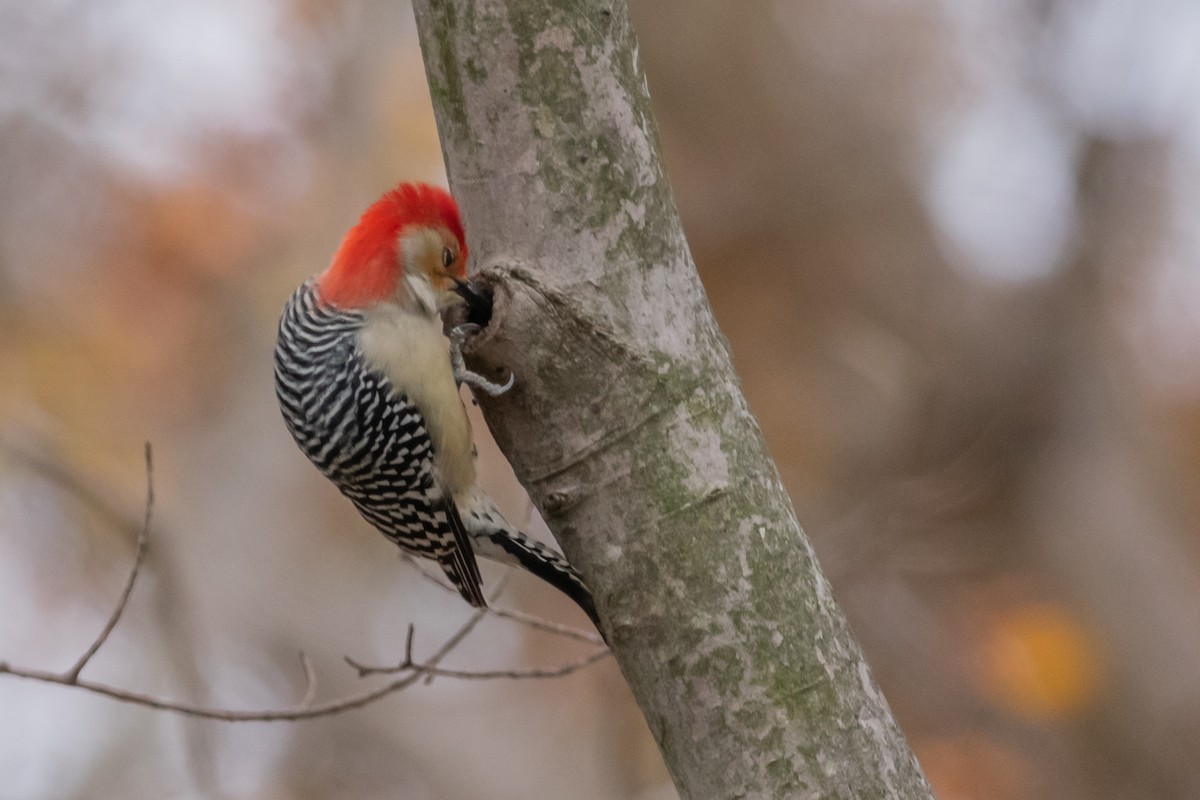 Red-bellied Woodpecker - ML124792871