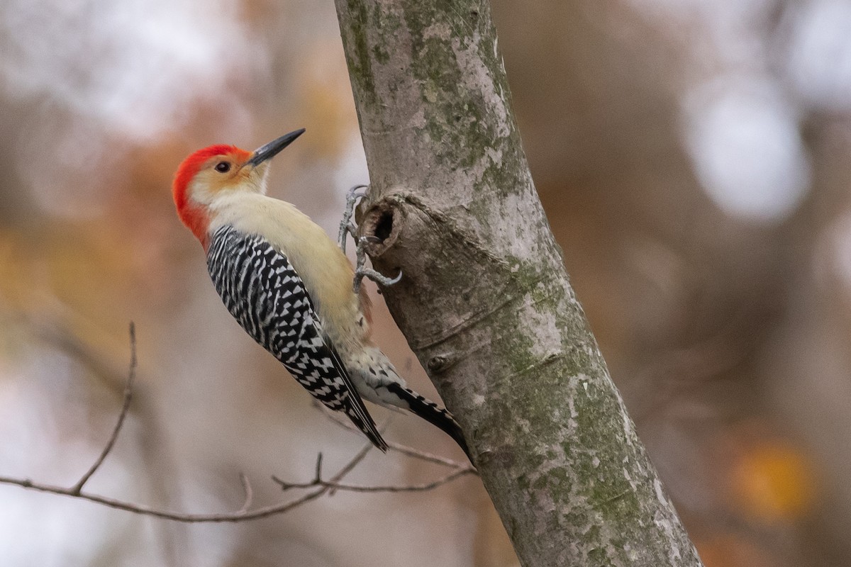 Red-bellied Woodpecker - ML124792881