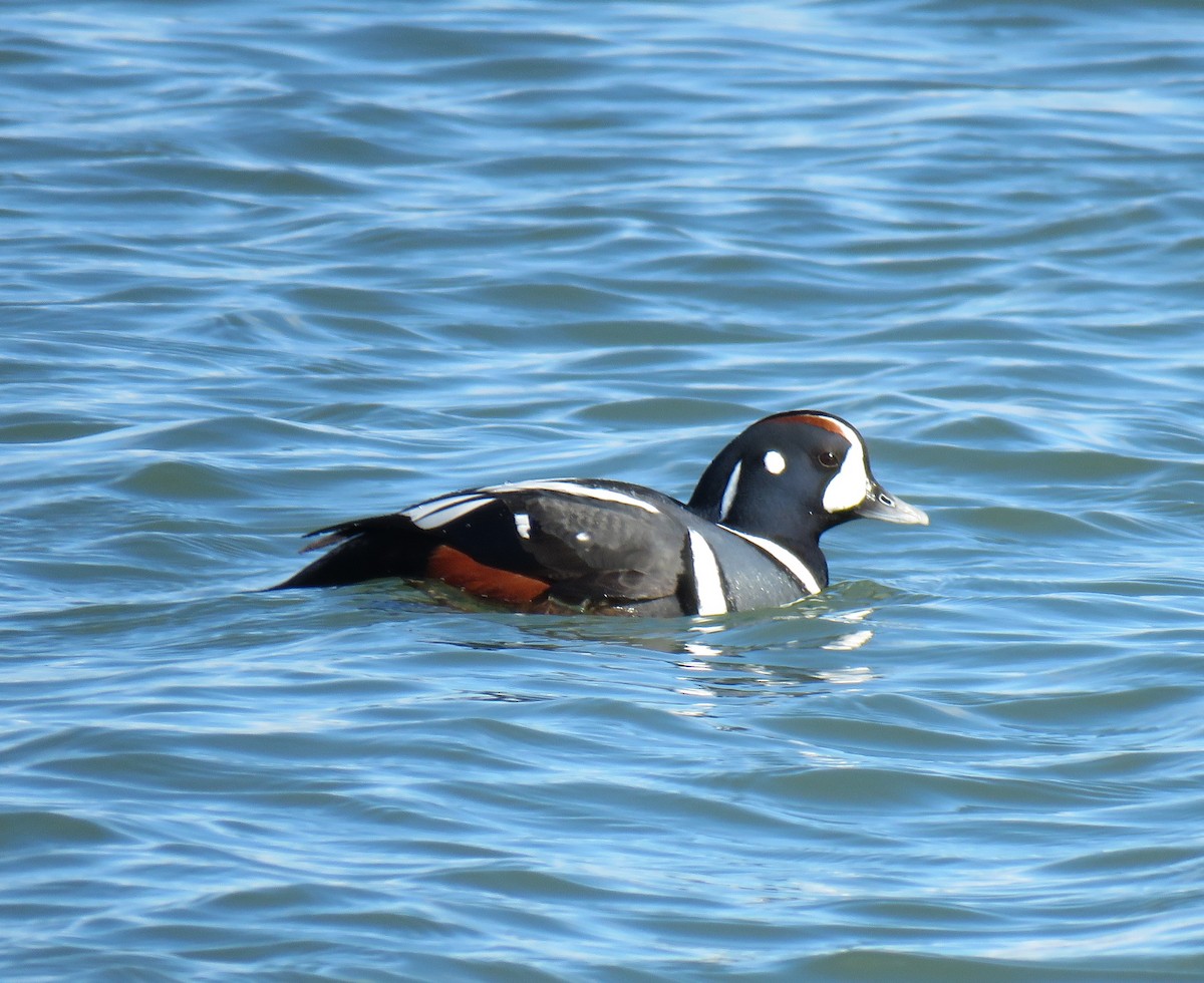 Harlequin Duck - Chris O'Connell