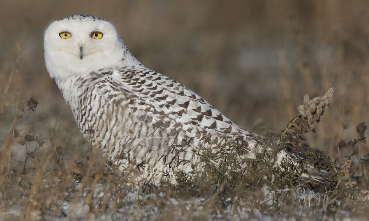 Snowy Owl - Steve Kelling