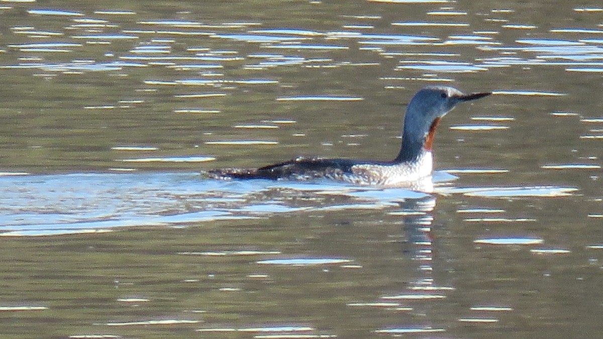 Red-throated Loon - ML124800321